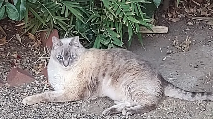 Dr. Caroline - Compassionate Care in-home euthanasia for your pet Picture 9