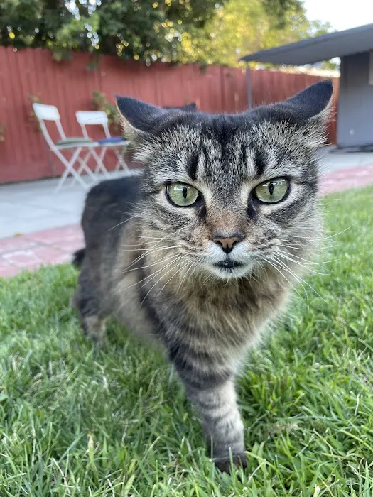 Dr. Caroline - Compassionate Care in-home euthanasia for your pet Picture 7