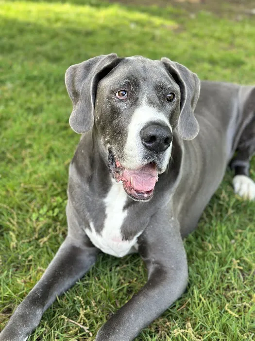Dr. Caroline - Compassionate Care in-home euthanasia for your pet Picture 10