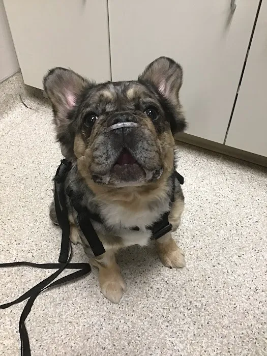 Vista Veterinary Specialists Picture 7
