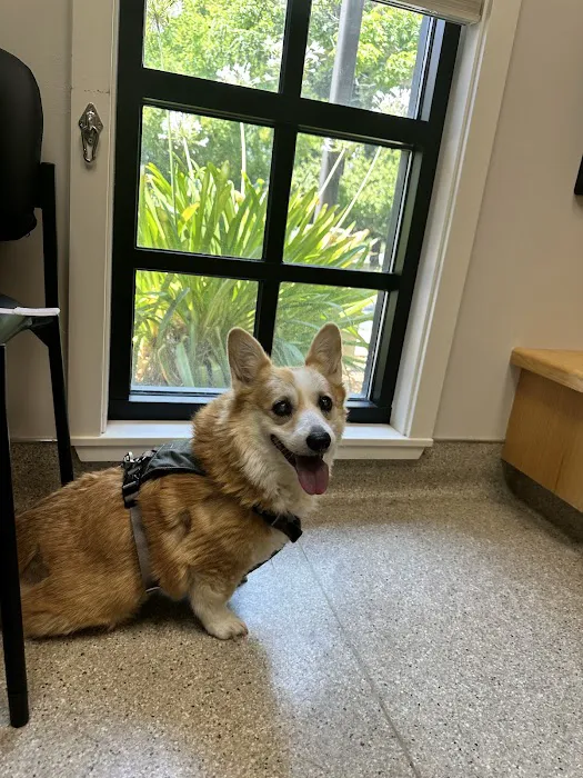 Vista Veterinary Specialists Picture 6