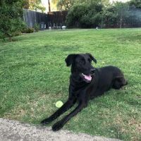 Reagor Pet Hospital ico