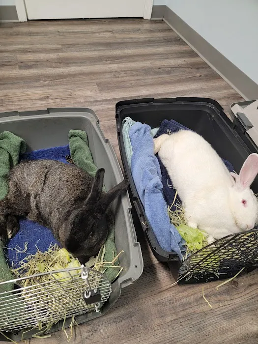 Abbey Animal Hospital Picture 6