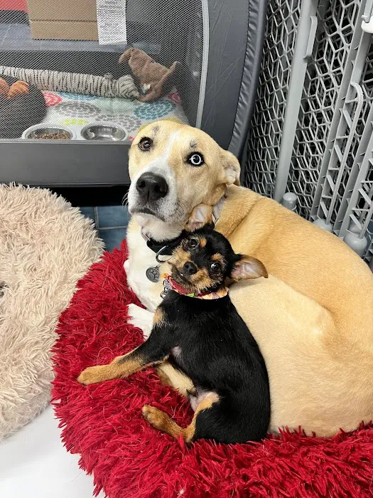 Abbey Animal Hospital Picture 10