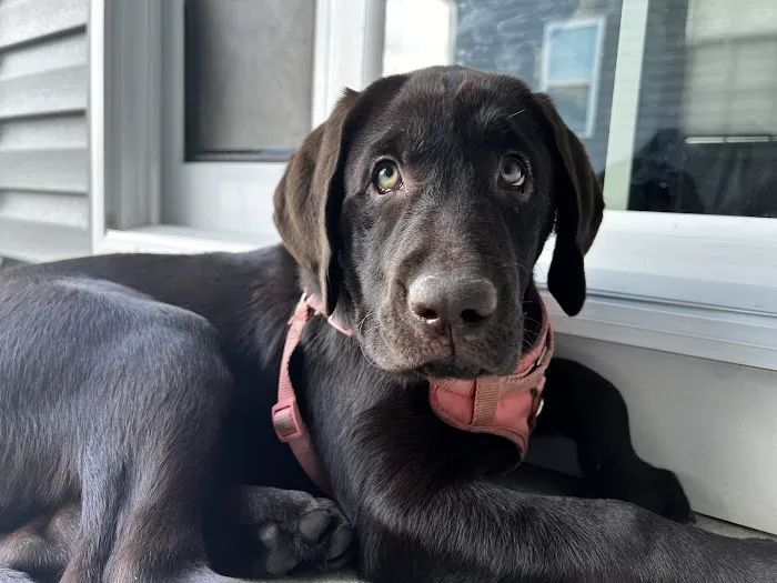 CityVet | Virginia Beach Picture 2