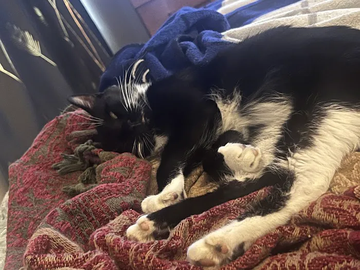 CityVet | Virginia Beach Picture 1