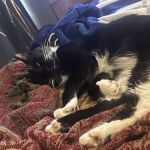 CityVet | Virginia Beach