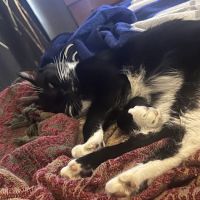 CityVet | Virginia Beach ico