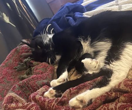 CityVet | Virginia Beach