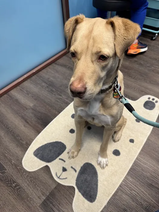 CityVet | Virginia Beach Picture 4