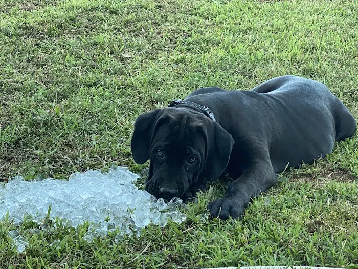 CityVet | Virginia Beach Picture 7