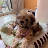 Arena Animal Hospital ico