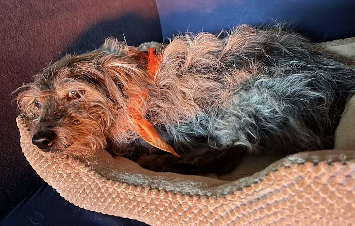 Arena Animal Hospital Picture 4