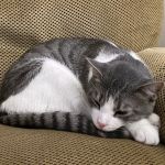 Natomas Veterinary Hospital