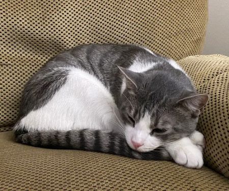 Natomas Veterinary Hospital
