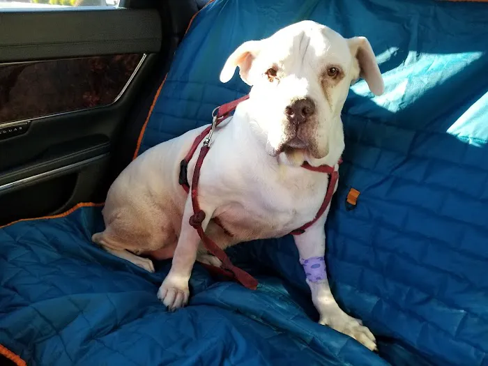 Natomas Veterinary Hospital Picture 7