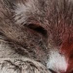 VCA Natomas Animal Medical Center