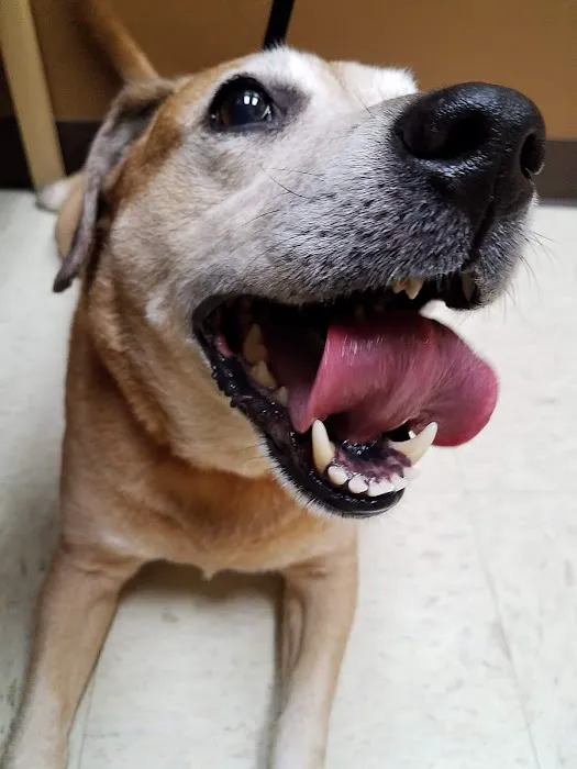 VCA Natomas Animal Medical Center Picture 6