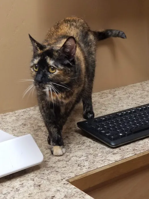 VCA Natomas Animal Medical Center Picture 8
