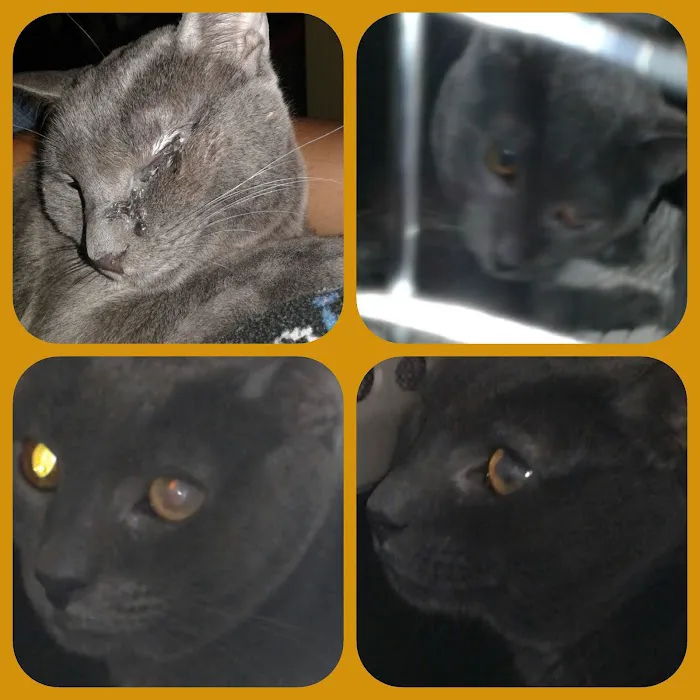 Veterinary Medical Center Picture 9