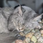 Peaky Claws Cattery