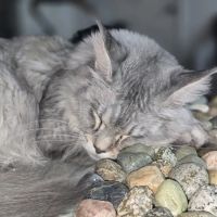 Peaky Claws Cattery ico