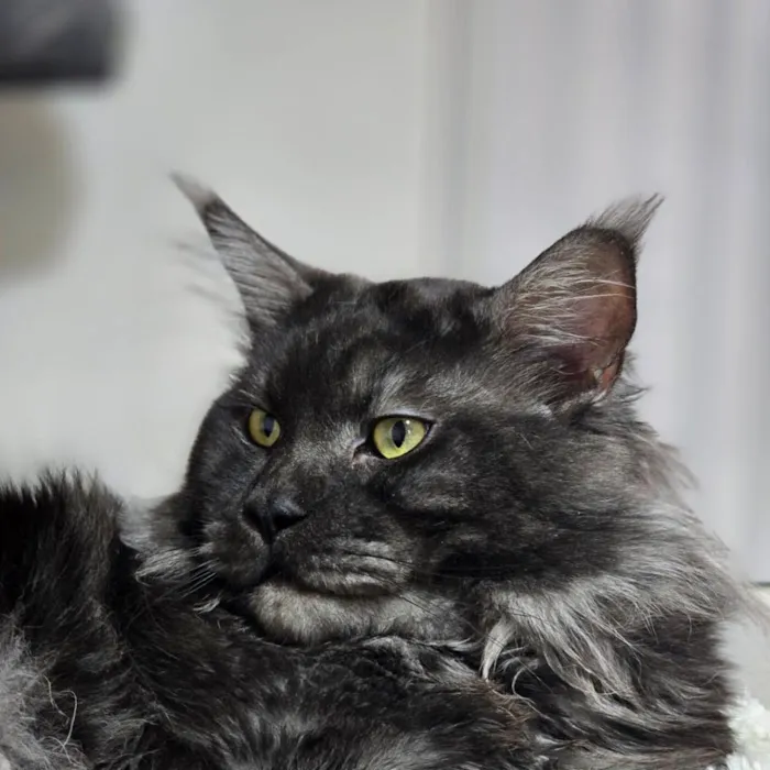 Peaky Claws Cattery Picture 3