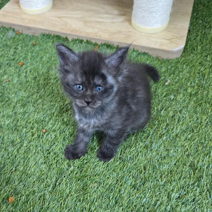 Peaky Claws Cattery Picture 2
