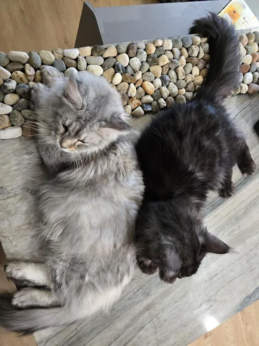 Peaky Claws Cattery Picture 5