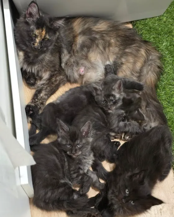 Peaky Claws Cattery Picture 6