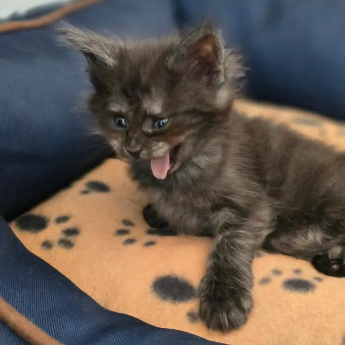 Peaky Claws Cattery Picture 9