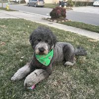 Kempsville Veterinary Hospital ico