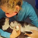 Pet Care Veterinary Hospital