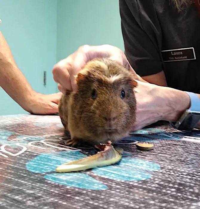 Pet Care Veterinary Hospital Picture 8