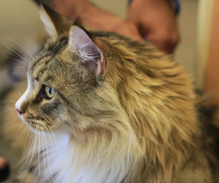 Pet Care Veterinary Hospital Picture 10