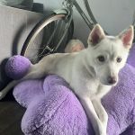 Park La Brea Veterinary Care