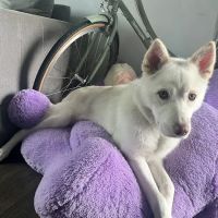 Park La Brea Veterinary Care ico