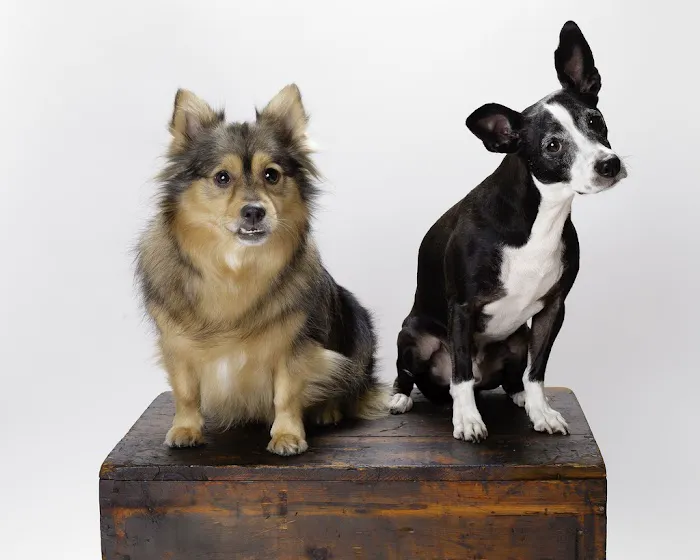 Park La Brea Veterinary Care Picture 4