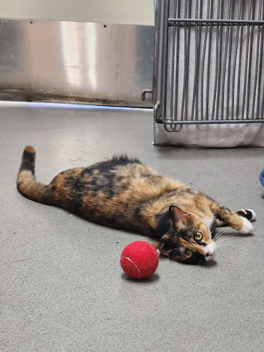 Culver City Animal Hospital Picture 1