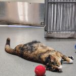 Culver City Animal Hospital