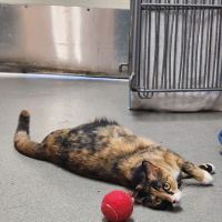 Culver City Animal Hospital ico