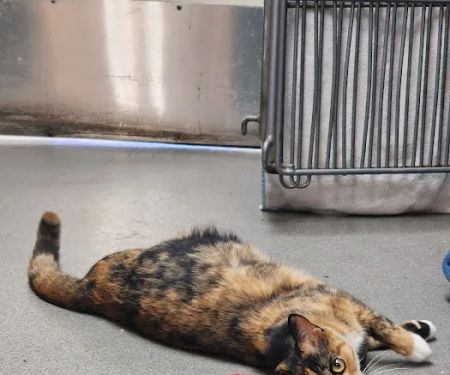 Culver City Animal Hospital