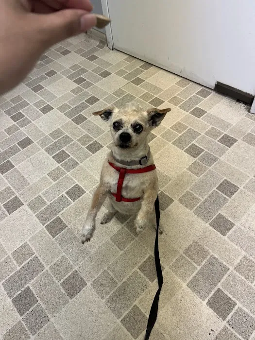 Culver City Animal Hospital Picture 8