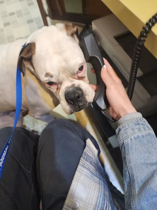 Culver City Animal Hospital Picture 10