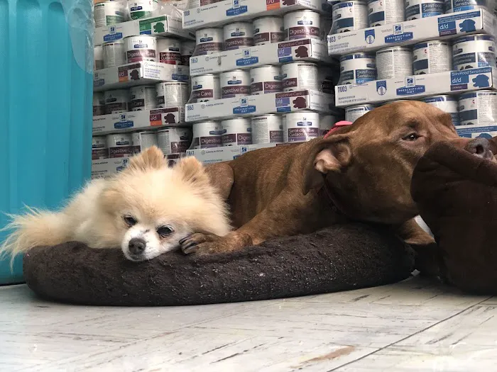 Melrose La Brea Animal Hospital Picture 1