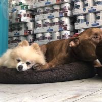 Melrose La Brea Animal Hospital ico