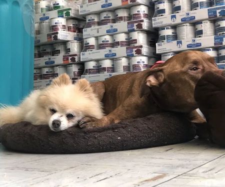 Melrose La Brea Animal Hospital