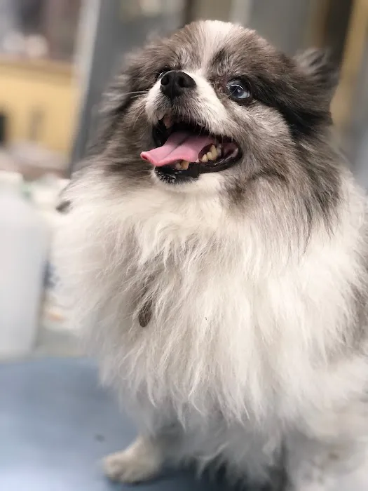 Melrose La Brea Animal Hospital Picture 5