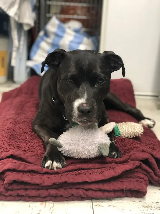 Melrose La Brea Animal Hospital Picture 8