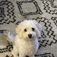 Hollywood Cat And Dog Hospital ico